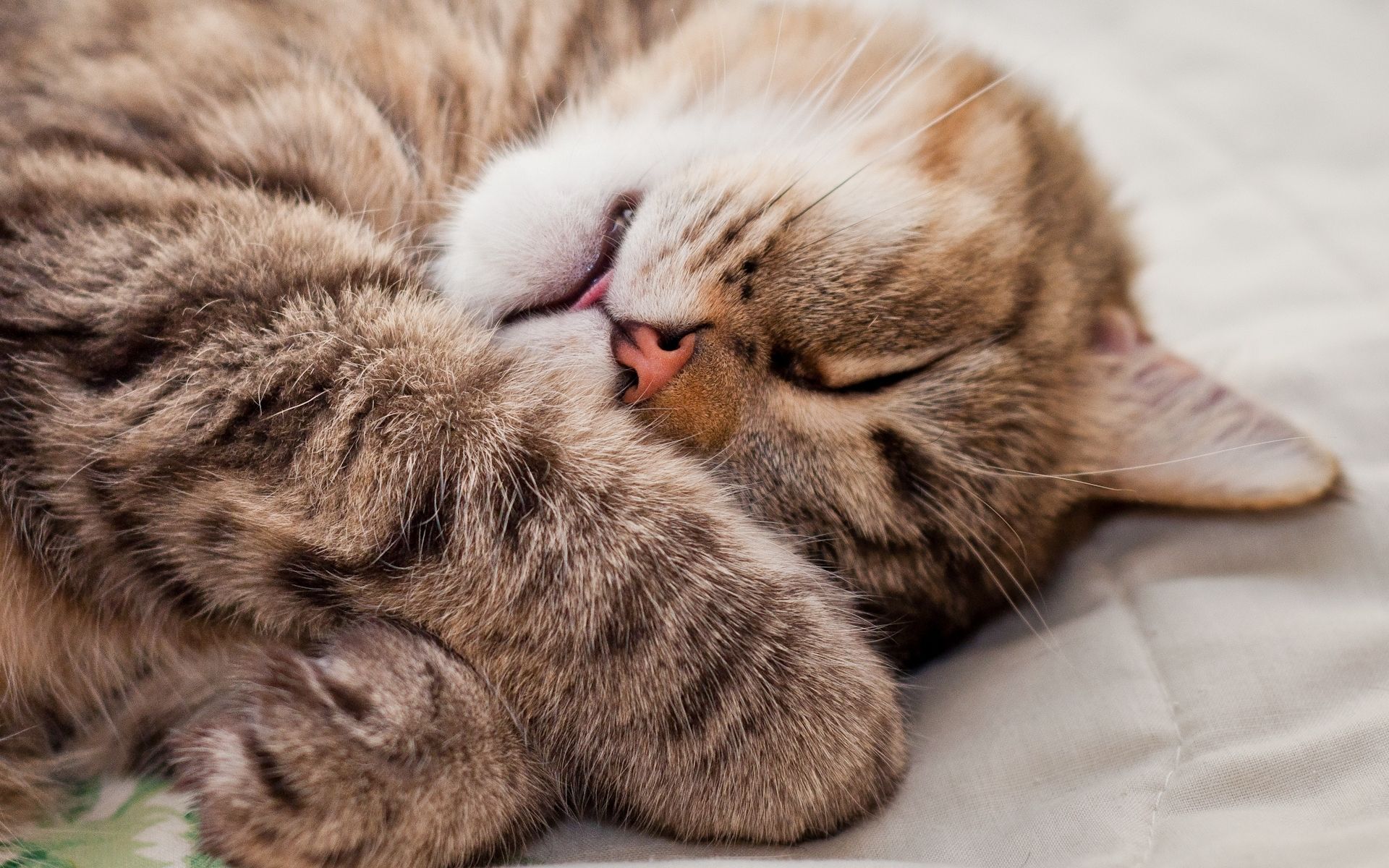 Paling Keren 15+ Gambar Wallpaper Kucing Comel - Richa Wallpaper